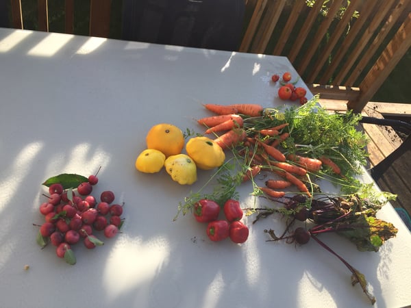 Gardening blog - harvest